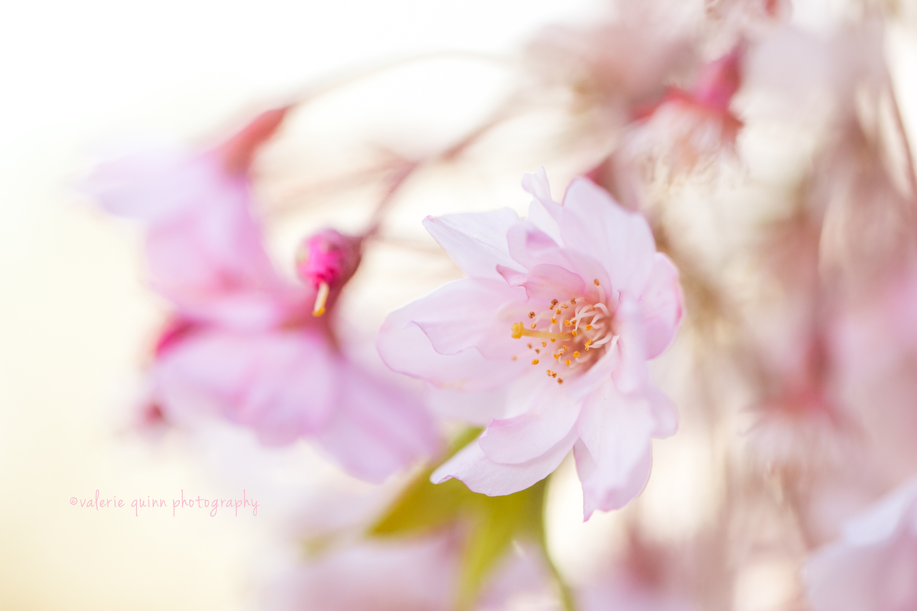 cherryblossom (1 of 1)